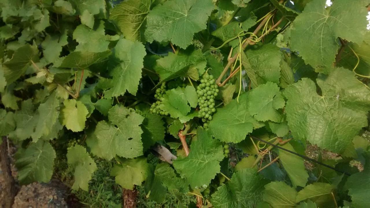 Weingut Sauer-Kettermann Villa เอนเคิร์ช ภายนอก รูปภาพ